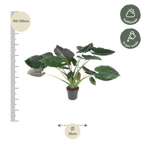 Image of Elefantenohr – Alocasia Wentii – Zimmerpflanze – 120cm – Ø32cm – tropische Pflanze mit großen pfeilförmigen Blättern in Dunkelgrün und Violett