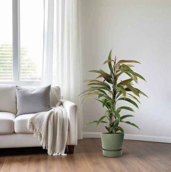 Image of Gummibaum Ficus Binnendijkii Amstel King Zimmerpflanze Ø17cm ↕70cm – pflegeleichte Grünpflanze für Wohnzimmer, Büro & helle Standorte kaufen-3