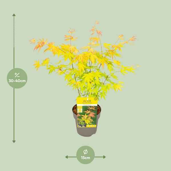 Image of Fächer – Ahorn Acer palmatum Orange Dream Gartenpflanze Ø15cm ↕40cm – winterharte Pflanze für Garten, Balkon, Terrasse, Kübel & Beet online kaufen-1