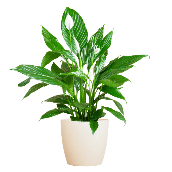 Image of Spathiphyllum Sweet Lauretta – Scheidenblatt – Zimmerpflanze inkl. Übertopf – ↕80cm – Ø21cm – Friedenslilie mit eleganten weißen Blüten-0