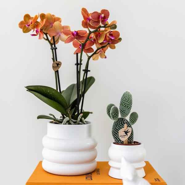 Image of Phalaenopsis Orchidee Mineral Bolzano Orange – Zimmerpflanze mit 2-3 Zweigen – Inklusive Bubble Keramiktopf Weiß Ø9cm