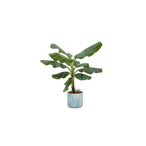 Image of Bananenpflanze Musa – Zimmerpflanze – ca. 100cm hoch – Ø22cm – inkl. Übertopf – Tropische Pflanze für Wohnzimmer, Balkon & Büro-0