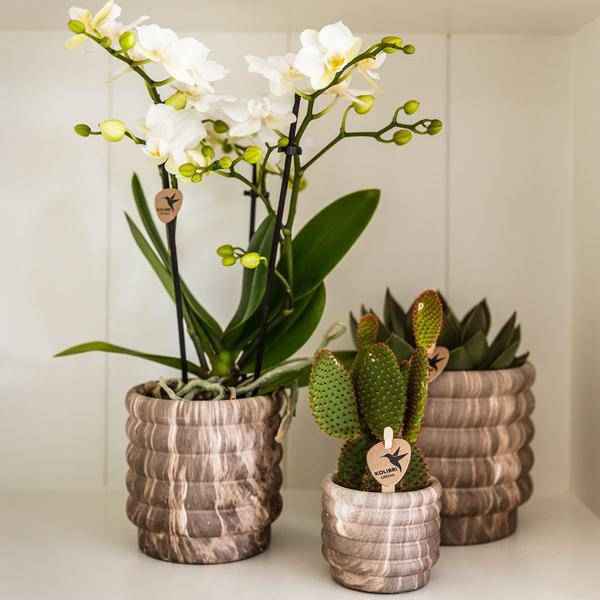 Image of Marmor – Topf Dunkel – Ø9cm – Keramik Blumentopf mit edler Marmoroptik – Dekotopf für kleine Zimmerpflanzen, Sukkulenten & Kräuter – Zeitlos & modern