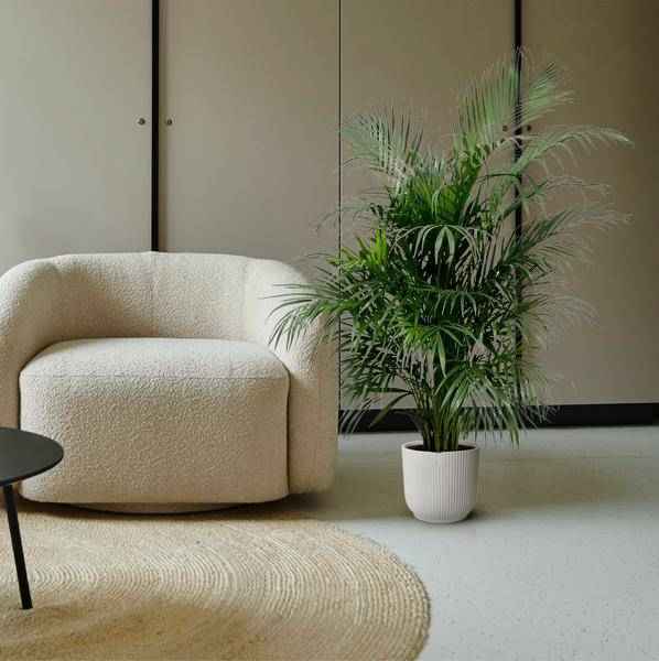 Image of Goldfruchtpalme – Dypsis Lutescens – Areca – Palme – Zimmerpflanze 150cm – Ø24cm – Tropische Grünpflanze mit eleganten Wedeln – Pflegeleicht