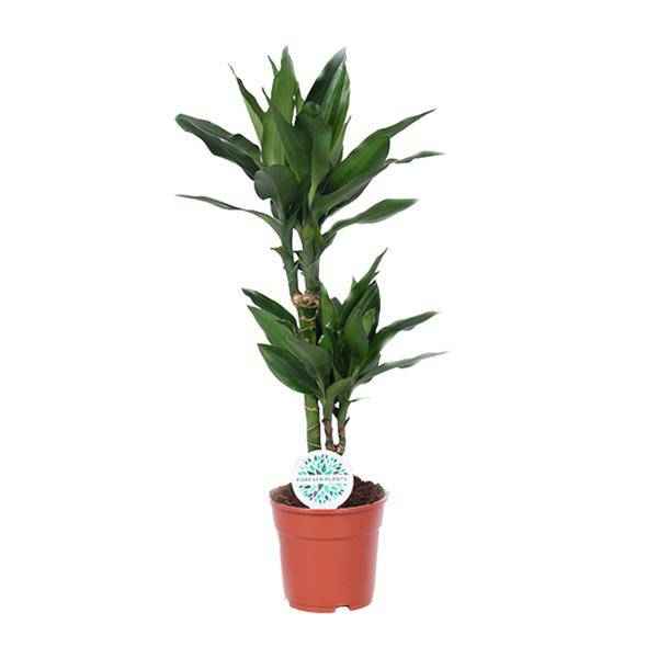 Image of Drachenbaum Dracaena Janet Lind Zimmerpflanze Ø17cm ↕70cm – pflegeleichte Grünpflanze für Wohnzimmer, Büro & helle Standorte kaufen-0