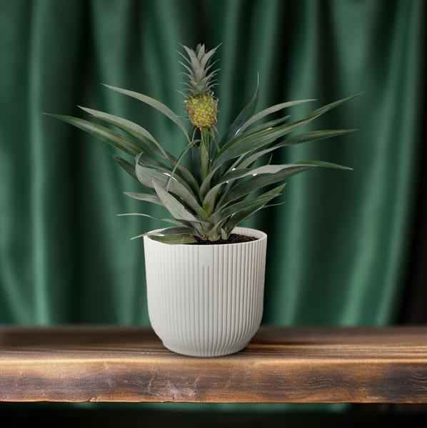 Image of Ananaspflanze – Bromelia Ananas – tropische Zimmerpflanze – Ø12cm – ca. 30cm hoch – pflegeleicht & dekorativ-3