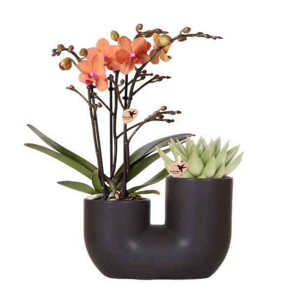 Image of Bolzano Orchidee Orange & Sukkulente Miranda im schwarzen dekorativen Röhrentopf Ø9cm – Duo – Topf – Zimmerpflanze – stilvolle Geschenkidee-0