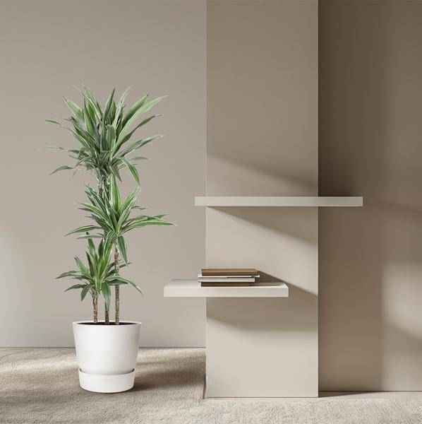 Image of Drachenbaum Dracaena Warneckei Zimmerpflanze Ø27cm ↕140cm – pflegeleichte Grünpflanze für Wohnzimmer, Büro & helle Standorte kaufen