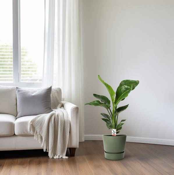 Image of Baum – Strelitzie Strelitzia Nicolai – Zimmerpflanze Ø17cm ↕70cm – exotische Paradiesvogelblume mit tropischem Flair für Wohnzimmer Büro