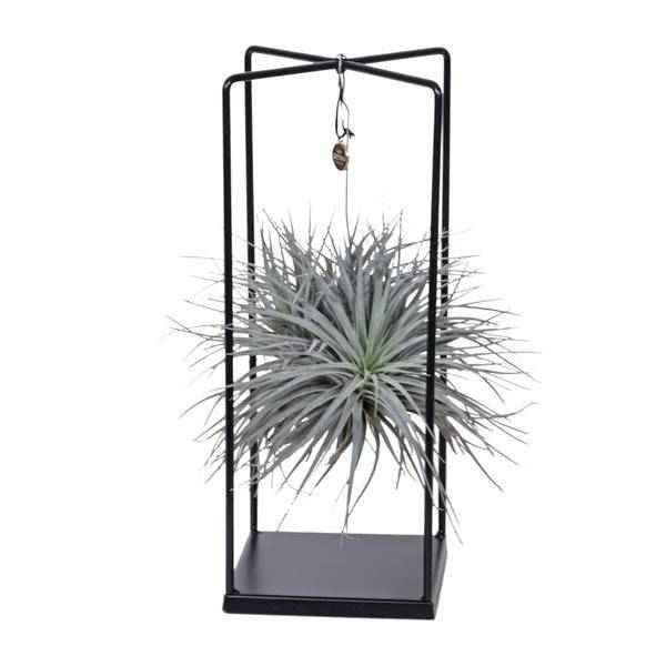 Image of Luftpflanze Tillandsia Mix – Ø20cm – ↕20-35cm – Exotische Zimmerpflanzen ohne Erde – Tillandsia ionantha Abdita