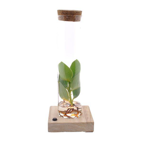 Image of Clusia im Röhrenglas mit LED – Ø5cm – ↕10cm – dekorative Hydroponik – Zimmerpflanze – stilvolle Glasdeko für Zuhause & Büro-0