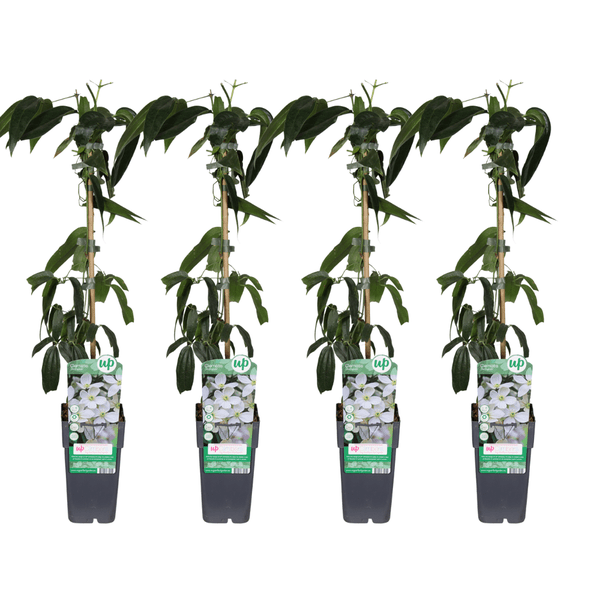 Image of Clematis armandii – Armands Waldrebe – immergrüne Kletterpflanze – 3 Pflanzen – Ø15cm – ca. 65cm hoch – weiße duftende Blüten-1