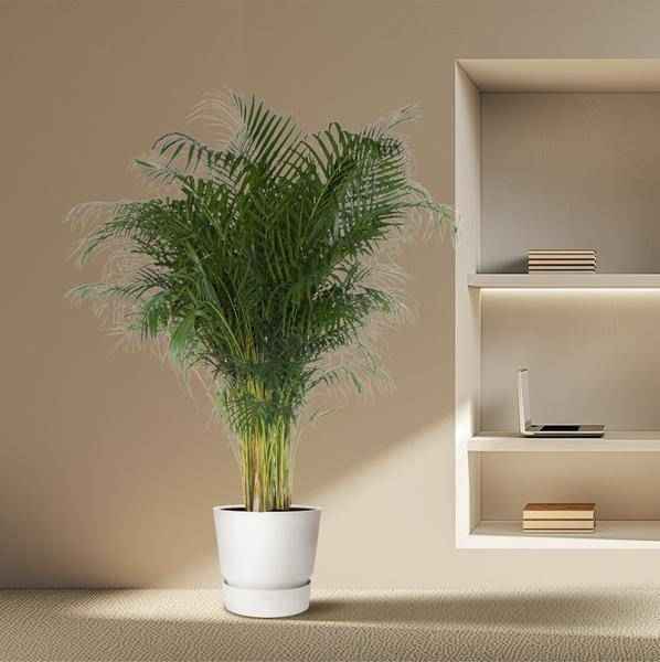 Image of Goldfruchtpalme – Dypsis Lutescens – Areca – Palme – Zimmerpflanze – 200cm hoch Ø34cm – Tropisches Grün für Wohnzimmer & Büro-3