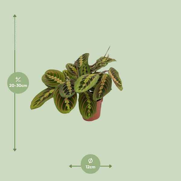 Image of Maranta Fascinator Zimmerpflanze Ø12cm ↕30cm – pflegeleichte Grünpflanze für Wohnzimmer, Büro & helle Standorte kaufen
