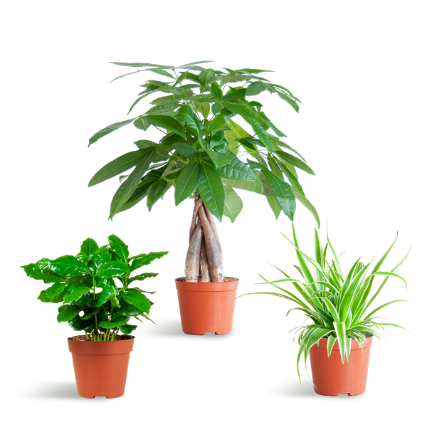 Image of Haustierfreundliches Pflanzset – Zimmerpflanzen Mix – Ø12cm – Ungiftig für Katzen & Hunde – 3 Pflanzen – Set – Für Kinder und Haustiere geeignet-0
