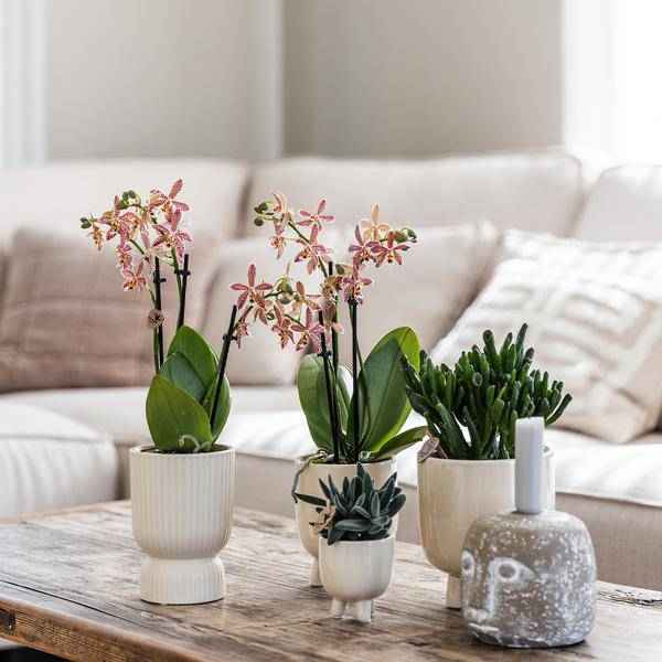 Image of Übertopf Diabolo Travertin – Ø6cm – Blumentopf in modernem Design – Stilvoller Keramiktopf für kleine Zimmerpflanzen & Sukkulenten-1