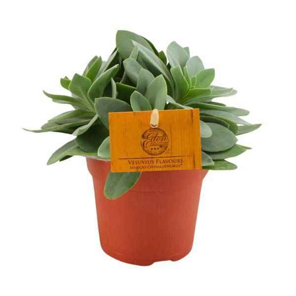 Image of Senecio Cephalophorus – Kreuzkraut Ruby Slippers – Sukkulente Zimmerpflanze oder Gartenpflanze – Ø10.5cm – Höhe ca. 15cm-0