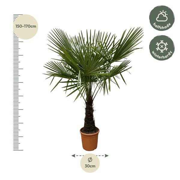 Image of Hanfpalme – Trachycarpus 180cm – Ø30cm – Immergrüne Palme mit fächerförmigen Blättern – Pflegeleicht