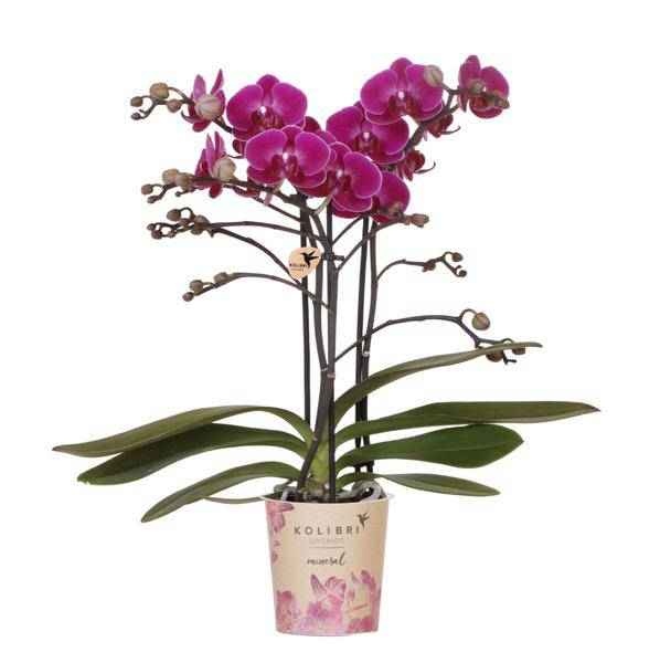 Image of Phalaenopsis Orchidee Lilac Morelia – Zimmerpflanze – Ø9cm – Fliederfarbene Blütenpracht-0
