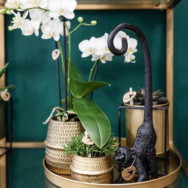 Image of Pflanzenset Groove gold – Weiße Phalaenopsis Amabilis Ø9cm & Aloe Brevifolia Ø6cm – goldene Keramik – Ziertöpfe – Elegantes Orchideen – Set-4