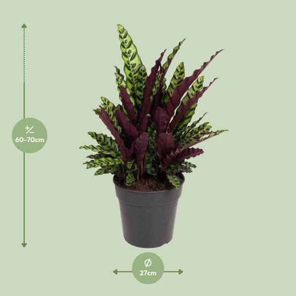 Image of Korbmarante Calathea Lancifolia – Zimmerpflanze – Ø27cm – ↕70cm – Tropische Zimmerpflanze mit exotischem, schlangenähnlichem Blattmuster-2