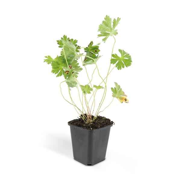 Image of Storchschnabel Geranium Rozanne – 12 Pflanzen – ↕10-25cm – Ø9cm – Lilafarbene Blüten – Bodendecker & Gartenpflanze – Lange Blütezeit