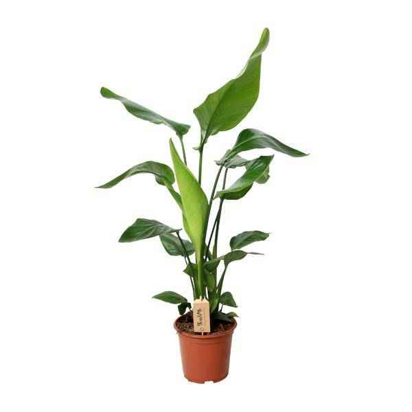 Image of Baum – Strelitzie Strelitzia Nicolai Zimmerpflanze Ø19cm ↕90cm – tropische Grünpflanze für Wohnzimmer, Büro & helle Standorte kaufen
