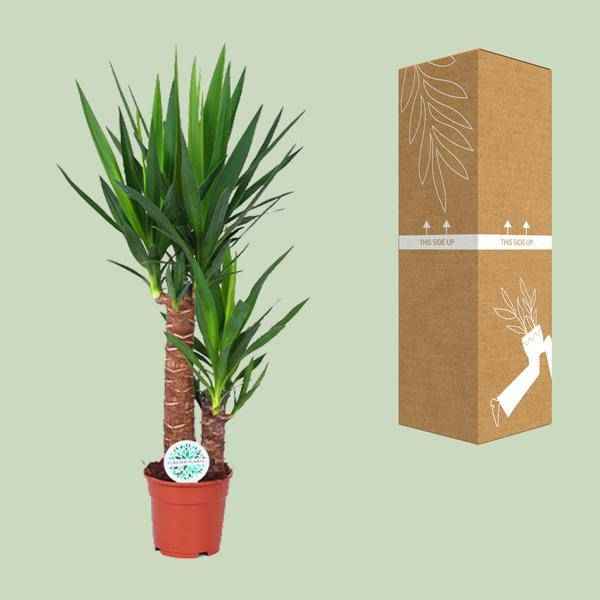 Image of Palmlilie – Yucca Elephantipes – Zimmerpflanze – Ø17cm – Höhe ca. 80cm – pflegeleicht & luftreinigend-2