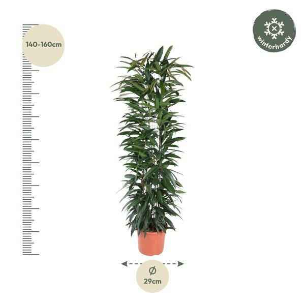 Image of Schmalblättriger Gummibaum – Ficus Alii King 150cm – Ø29cm – Zimmerpflanze mit langen dunkelgrünen Blättern – Pflegeleicht-1