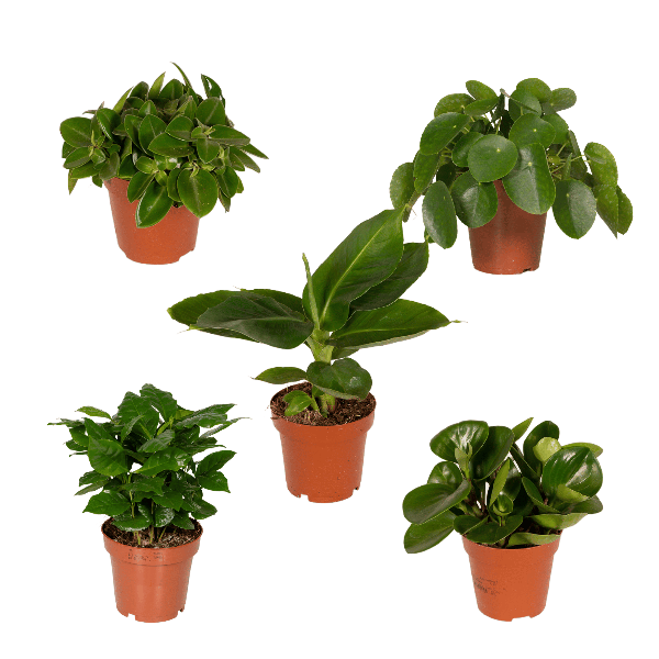Image of Überraschungsbox Zimmerpflanzen Ø12cm ↕25cm – pflegeleichtes Pflanzen Set für Urban Jungle, Fensterbank, Wohnzimmer & Büro-0