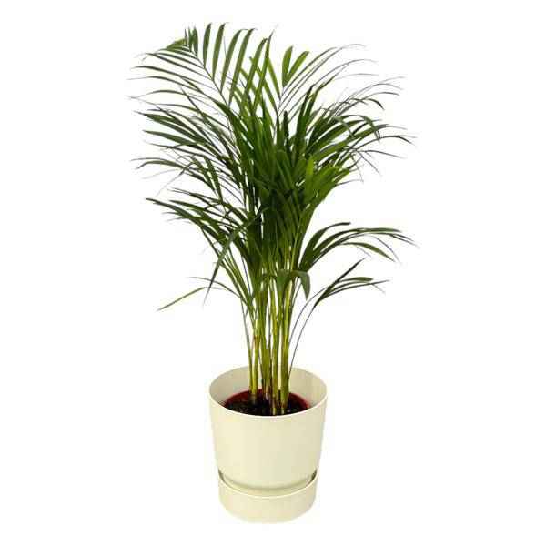 Image of Areca Palme – Betelpalme – ca. 85cm Höhe – Zimmerpflanze luftreinigend – inkl. Weißer Blumentopf Ø24xH23 – Pflegeleicht für Zimmer & Büro-0