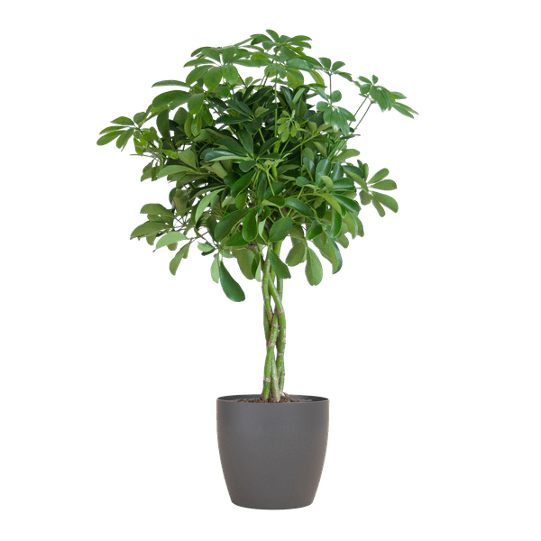 Image of Schefflera Arb Nora – Strahlenaralie – Zimmerpflanze inkl. Übertopf – ↕70cm – Ø21cm – Kletterpflanze mit auffälligen Handblättern-0