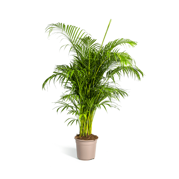Image of Dypsis Areca lutescens – Goldfruchtpalme – Zimmerpflanze – Ø27 cm – Höhe 150-170 cm – Tropische, federartige Blätter – Ideal für Wohnräume & Büro