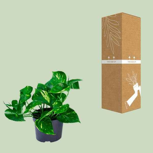 Image of Efeutute – Epipremnum aureum – Ø12cm x H20cm – Schnelle & pflegeleichte Zimmerpflanze – Kletter – oder Hängepflanze – Luftreinigend – Im Pflanztopf