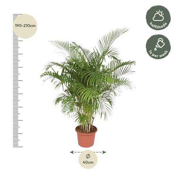 Image of Goldfruchtpalme Dypsis Lutescens Zimmerpflanze Ø40cm ↕200cm – tropische Grünpflanze für Wohnzimmer, Büro & helle Standorte kaufen-1