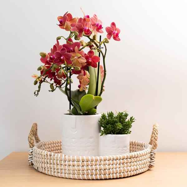 Image of Rote Phalaenopsis – Orchidee Kongo Zimmerpflanze Ø9cm – blühende Orchidee für Wohnzimmer, Büro & helle Standorte kaufen-3