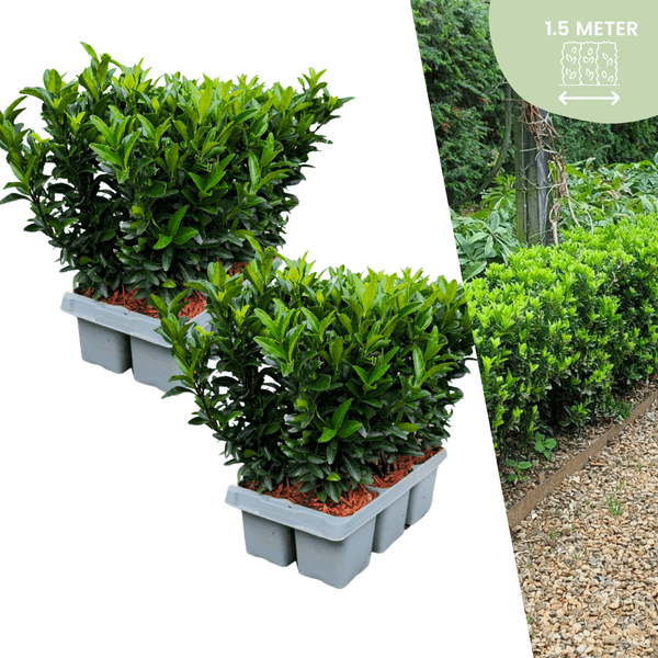 Image of Euonymus Green Spire – Japanischer Spindelstrauch – 12 Pflanzen Ø7cm – ↕15cm – Immergrün & Winterhart – Buchsbaum Ersatz für Hecke und Garten-0