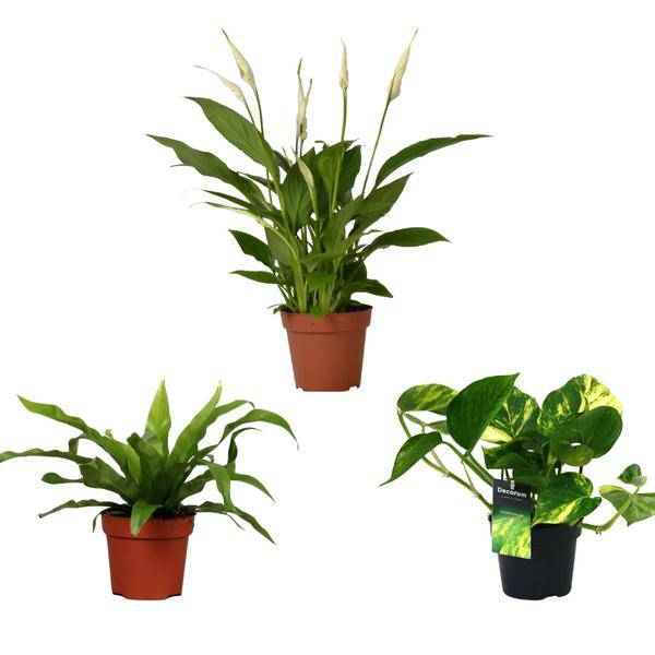 Image of Luftreinigender Pflanzen Mix Ø12cm ↕20-45cm – pflegeleichtes Pflanzen Set für Urban Jungle, Fensterbank, Wohnzimmer & Büro-0
