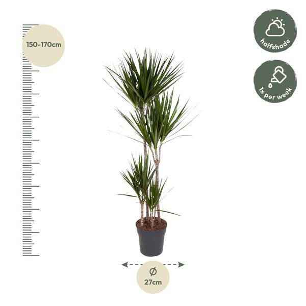 Image of Drachenbaum Zimmerpflanze Ø27cm ↕160cm mit dekorativem Übertopf – pflegeleichte Grünpflanze für Wohnzimmer, Büro & helle Standorte kaufen-1