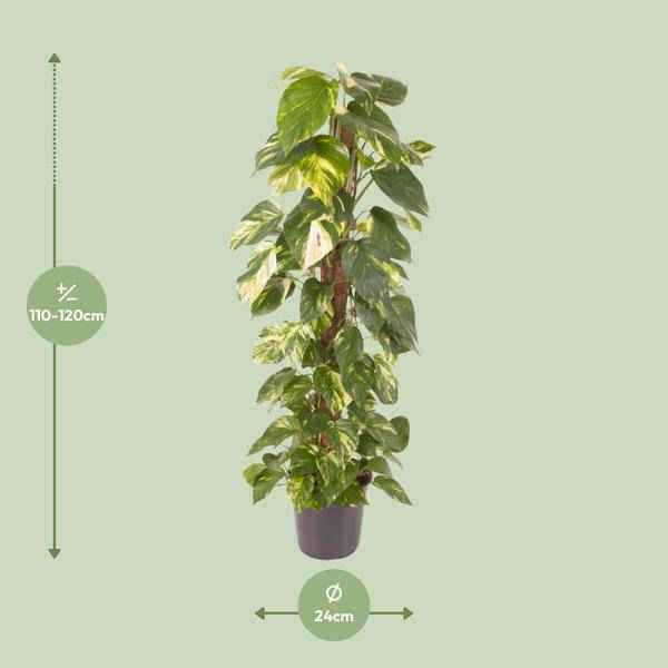 Image of Efeutute Epipremnum Pinnatum – Zimmerpflanze – Ø24cm – ↕120cm – Goldene Efeutute mit herzförmigen Blättern – Luftreinigende & pflegeleichte Zimmerpflanze-1