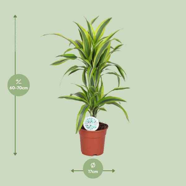 Image of Drachenbaum Dracaena Lemon Lime – Zimmerpflanze – Ø17cm ↕65cm – Gelb-grün gestreifte Blätter – Luftreinigend & Pflegeleicht