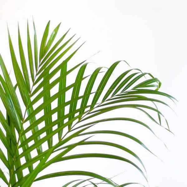 Image of Areca – Palme Dypsis Goldfruchtpalme – Zimmerpflanze ↕100cm Ø21cm – Mit biologisch abbaubarem Viber – Topf Grau