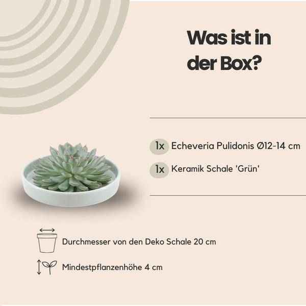 Image of Sukkulente – Echeveria pulidonis Rootless – Ø20cm Schale Grün – Zimmerpflanze ohne Wurzeln – Pflegeleichte Schnitt