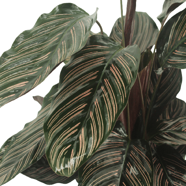 Image of Pfauenpflanze Calathea Ornata – 2 Pflanzen– tropische Zimmerpflanze – Ø14cm – ↕50cm – dekorative Grünpflanze für halbschattige Standorte-2