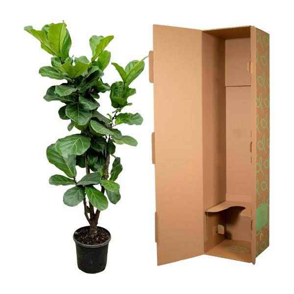 Image of Feigenbaum – Ficus Lyrata – ca. 170cm hoch – Ø32cm – Geigenfeige als imposante Zimmerpflanze – XXL Grünpflanze mit großen Blättern-2