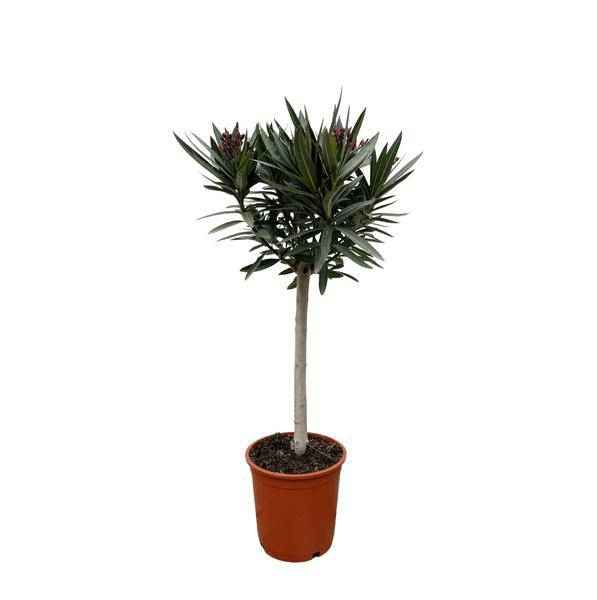 Image of Rosenlorbeer Gartenpflanze Ø22cm ↕90cm – Pflanze für Garten, Balkon, Terrasse, Kübel & Beet online kaufen-0