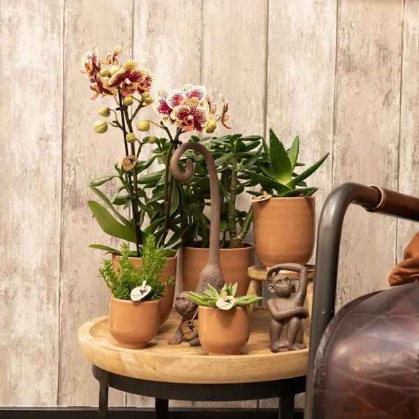 Image of Glasierter Blumentopf Cognac Zimmerpflanze Ø12cm – blühende Orchidee für Wohnzimmer, Büro & helle Standorte kaufen-1
