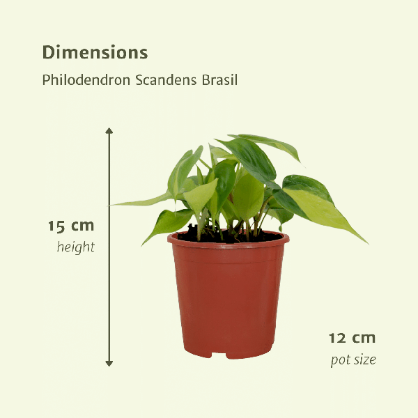 Image of Baumfreund – Philodendron scandens Brasil – 4 Pflanzen – Ø12cm – Höhe ca. 15cm – Pflegeleichte Zimmerpflanzen – Rank-3