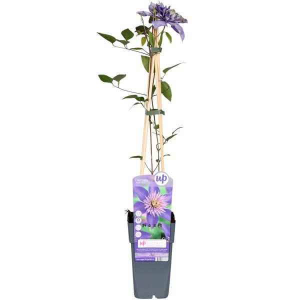 Image of Waldrebe Clematis Multi Blue Kletterpflanze Ø15cm ↕65cm – winterharte Pflanze für Garten, Balkon, Terrasse, Kübel & Beet online kaufen