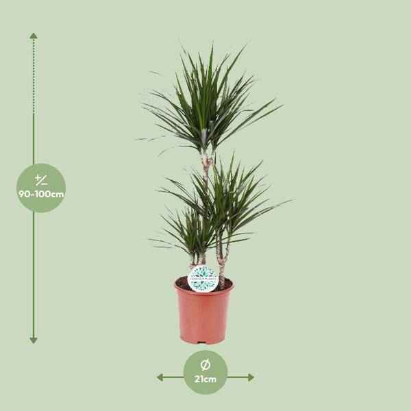 Image of Drachenbaum Dracaena Marginata Zimmerpflanze Ø21cm ↕115cm – pflegeleichte Grünpflanze für Wohnzimmer, Büro & helle Standorte kaufen-1